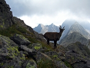 12 stambecco sulla cima del M. Aga